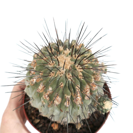 Copiapoa cinerea var. dealbata