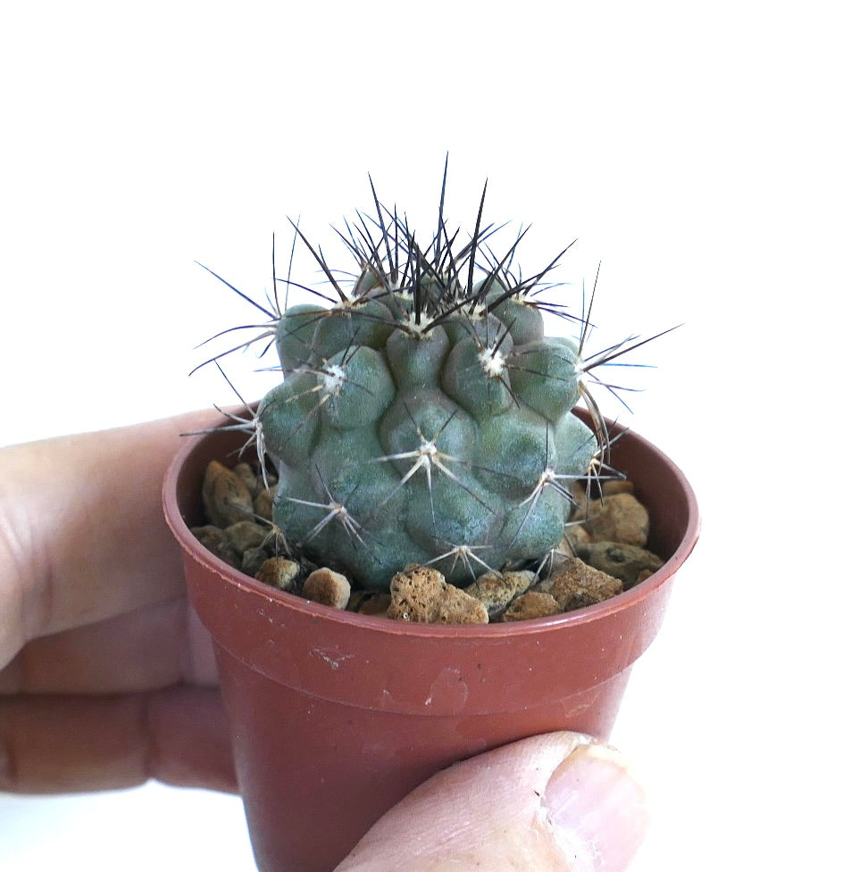 Copiapoa cinerea var. dealbata cactus in een klein bruinen plastic pot met rotsachtige aarde, met zijn compacte bolvorm bedekt met scherpe zwarte stekels.