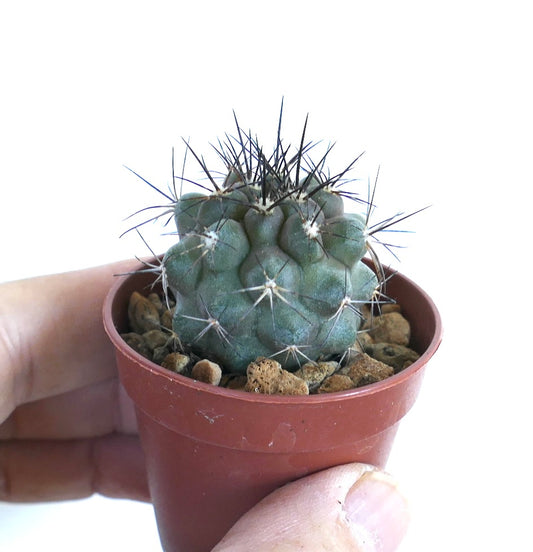 Copiapoa cinerea var. dealbata cactus in a small brown plastic pot with rocky soil, displaying its compact spherical form covered in sharp black spines.