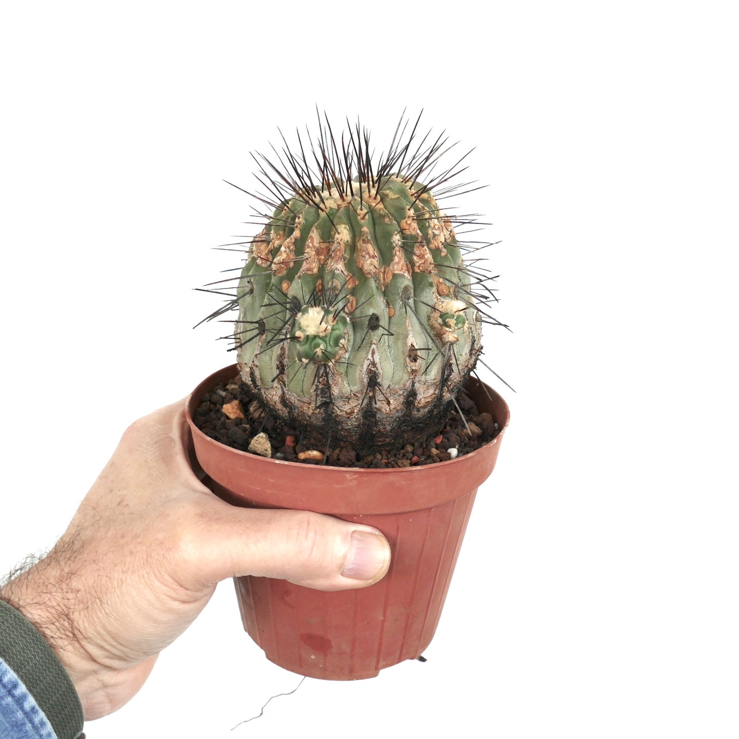 Copiapoa cinerea var. dealbata