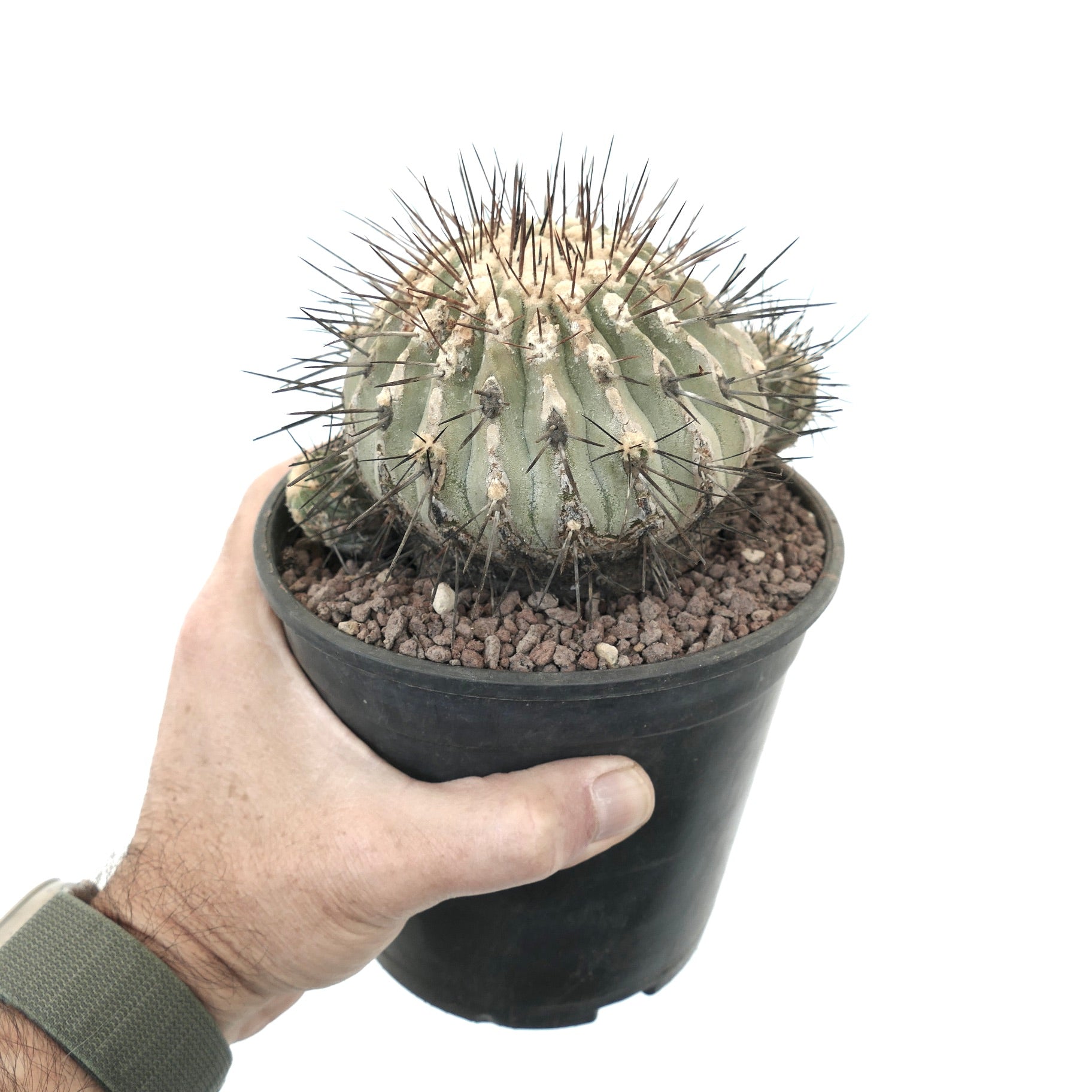 Copiapoa cinerea var. dealbata 3 HEDAS 18