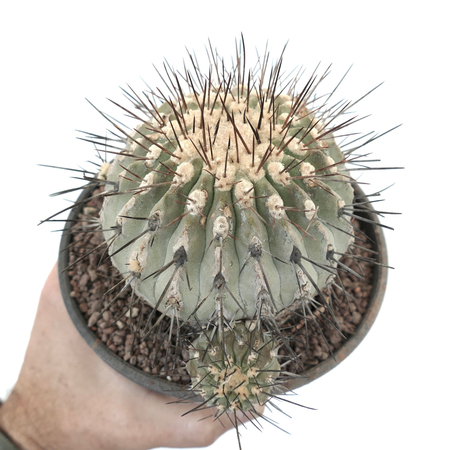 Copiapoa cinerea var. dealbata 3 HEDAS 18