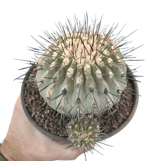 Copiapoa cinerea var. dealbata 3 HEDAS 18