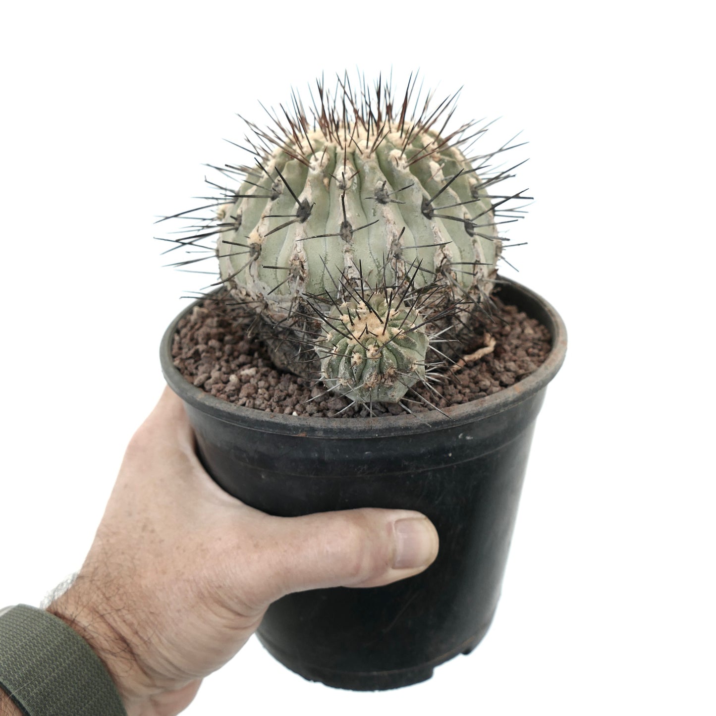 Copiapoa cinerea var. dealbata 3 HEDAS 18