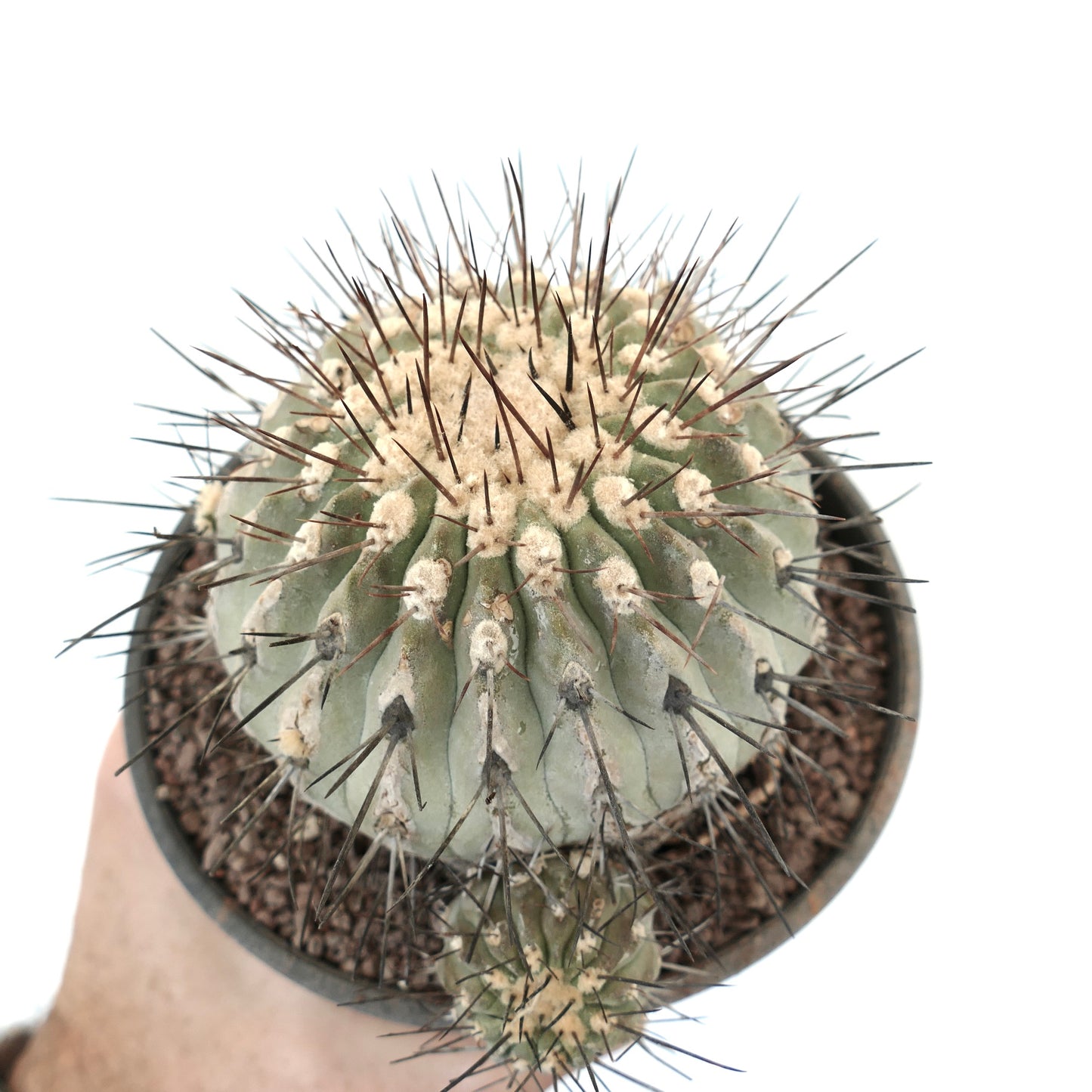 Copiapoa cinerea var. dealbata 3 HEDAS 18