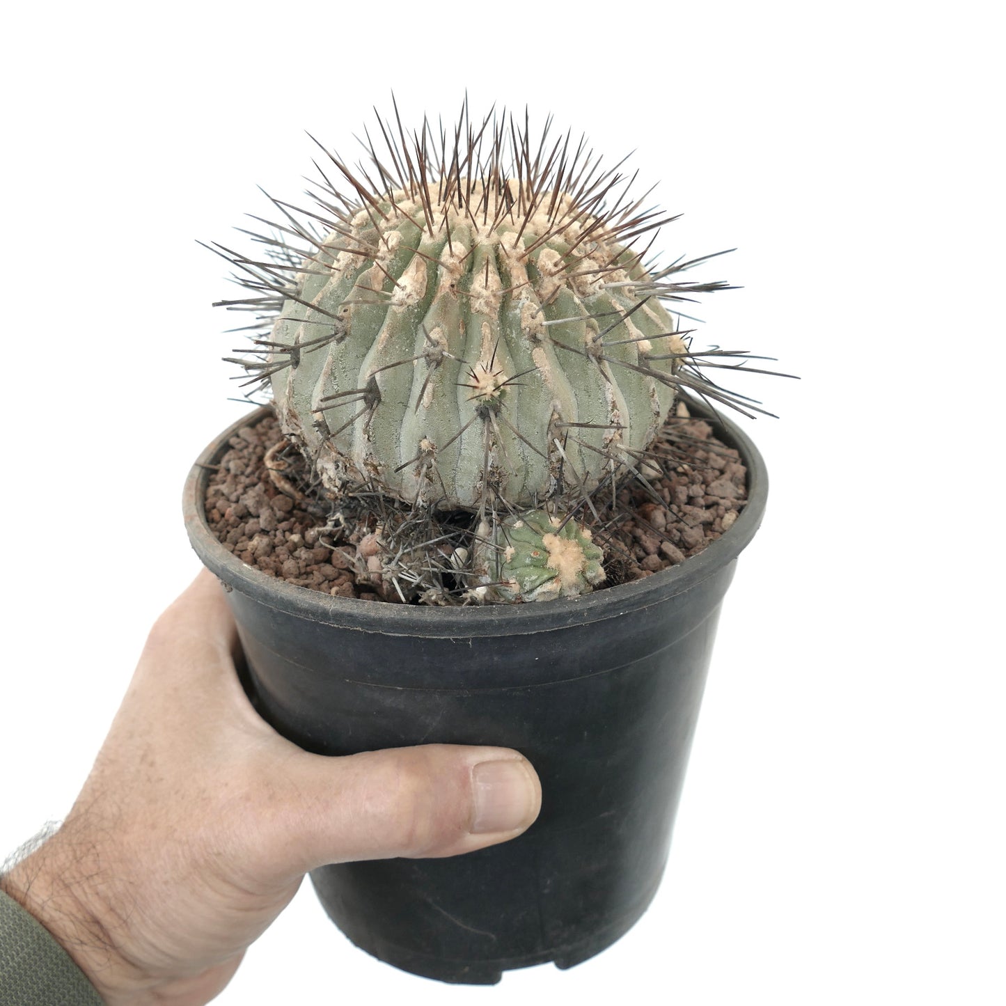 Copiapoa cinerea var. dealbata 3 HEDAS 18