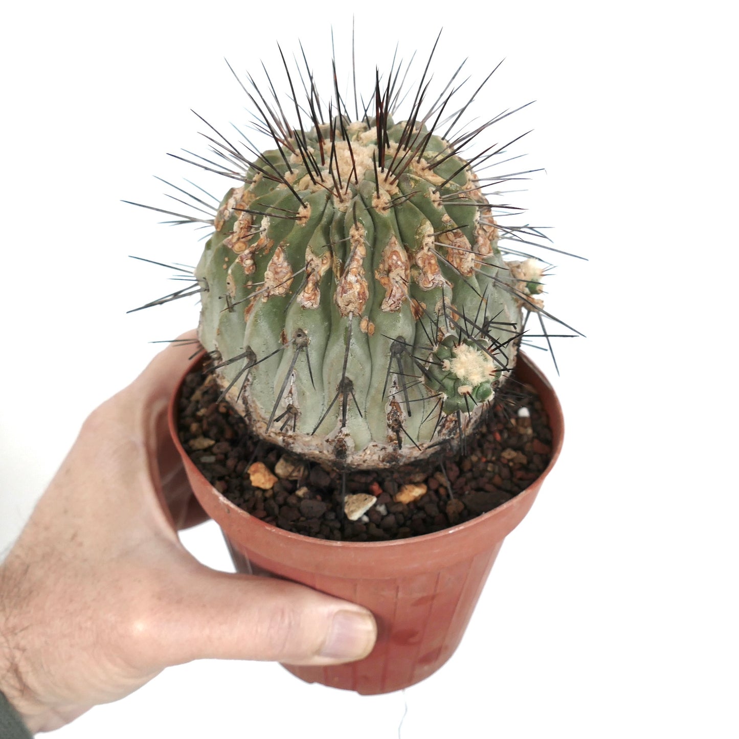 Copiapoa cinerea var. dealbata