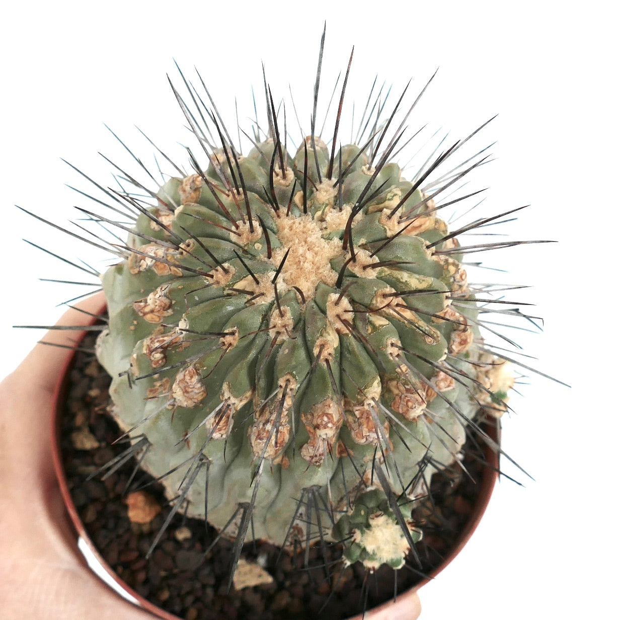 Copiapoa cinerea var. dealbata