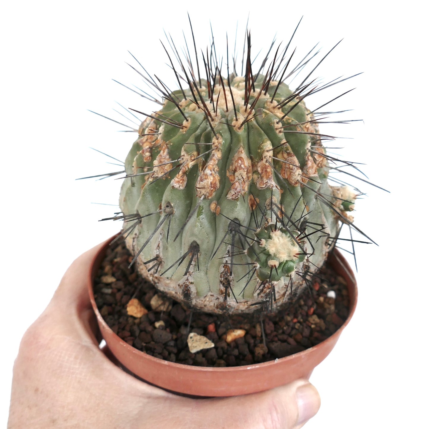 Copiapoa cinerea var. dealbata