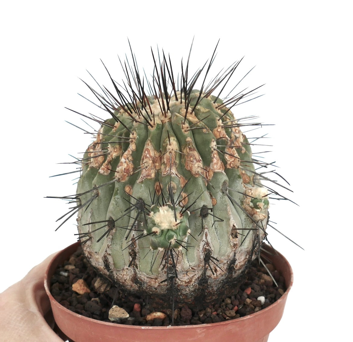 Copiapoa cinerea var. dealbata