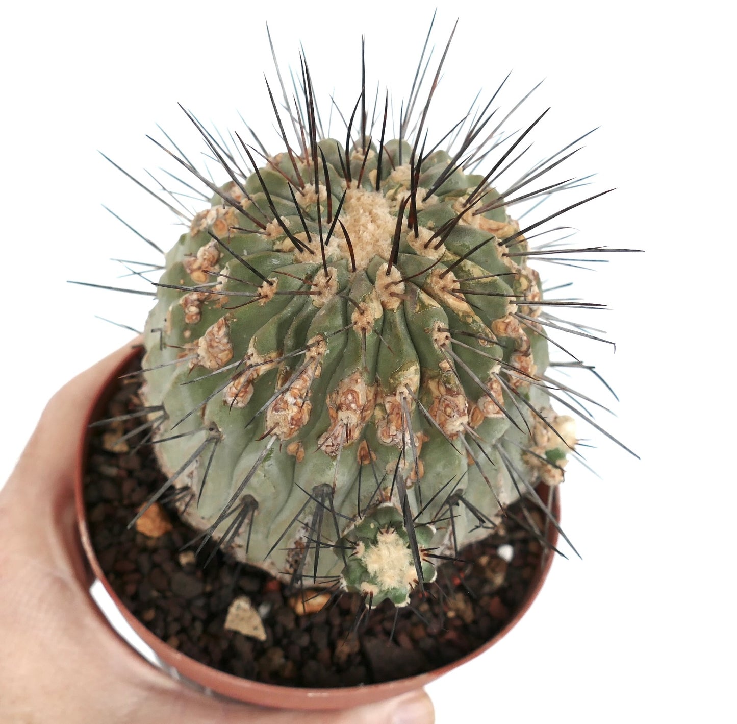 Copiapoa cinerea var. dealbata