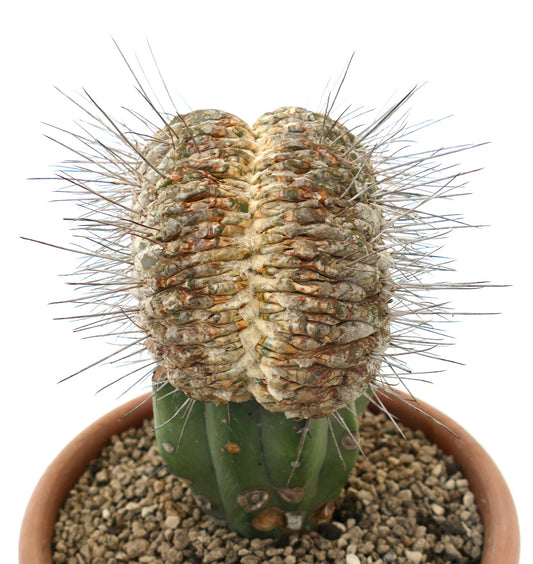 Copiapoa cinerea var. dealbata crested rare succulent cactus with spiny textured growth grafted specimen