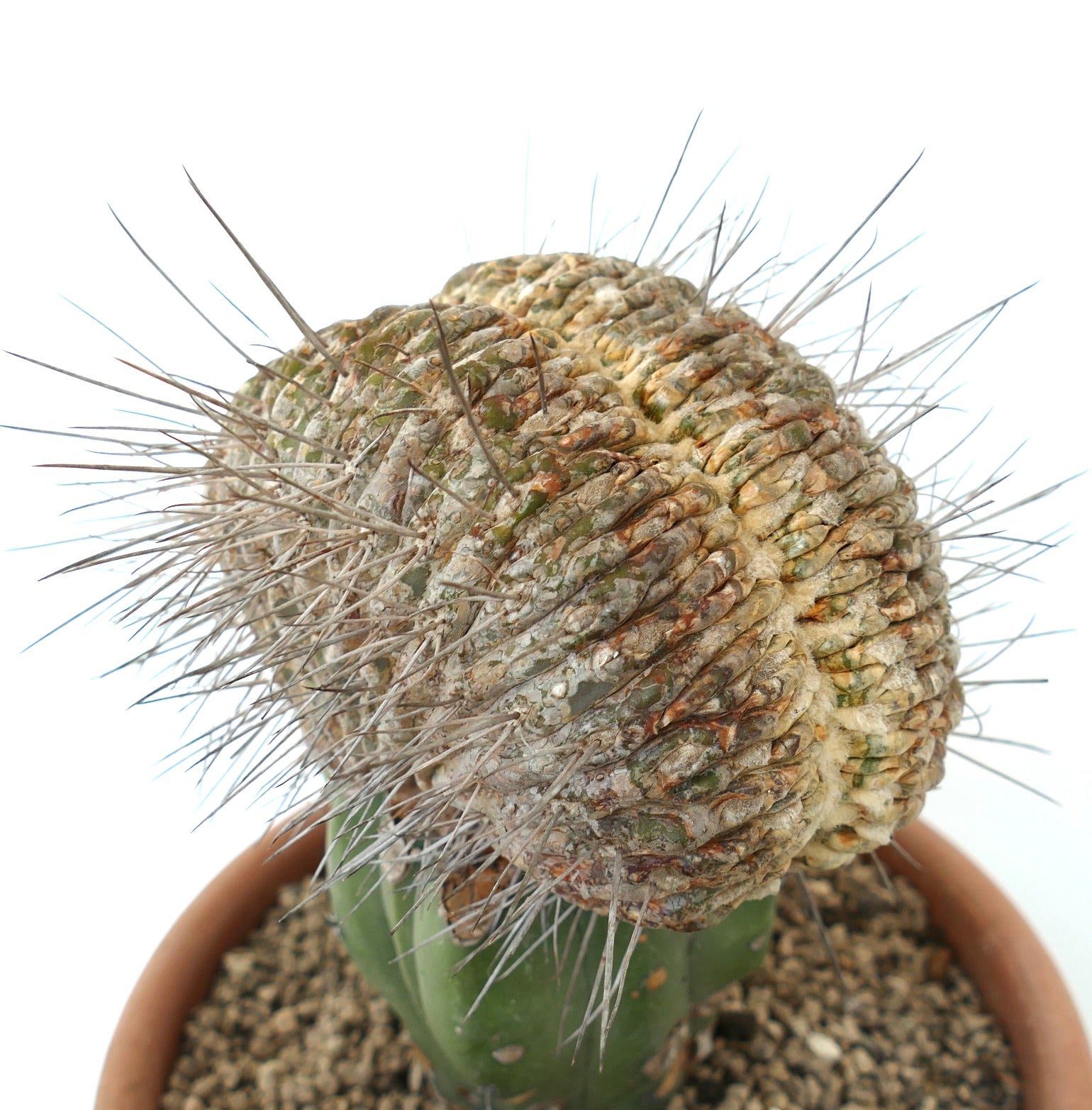 Copiapoa cinerea Hybrid | Botanical Archive | Unique Succulents