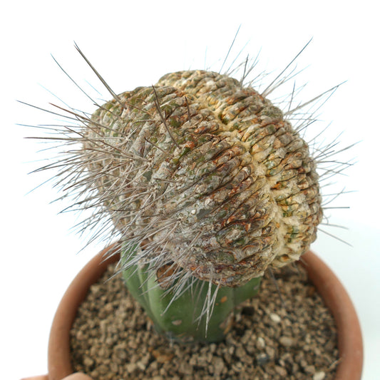 Copiapoa cinerea var. dealbata crested grafted rare succulent cactus with spiny textured growth