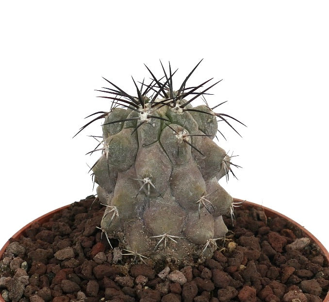 โคปิอาโพอา ซิเนเรอา วาริแอตี้ ดีอัลบาตา เกรย์ x ซิเนเรอา ทัลทาล กระบองเพชรอวบน้ำมีตุ่มสีเทาและหนามสีเข้มเด่นชัด