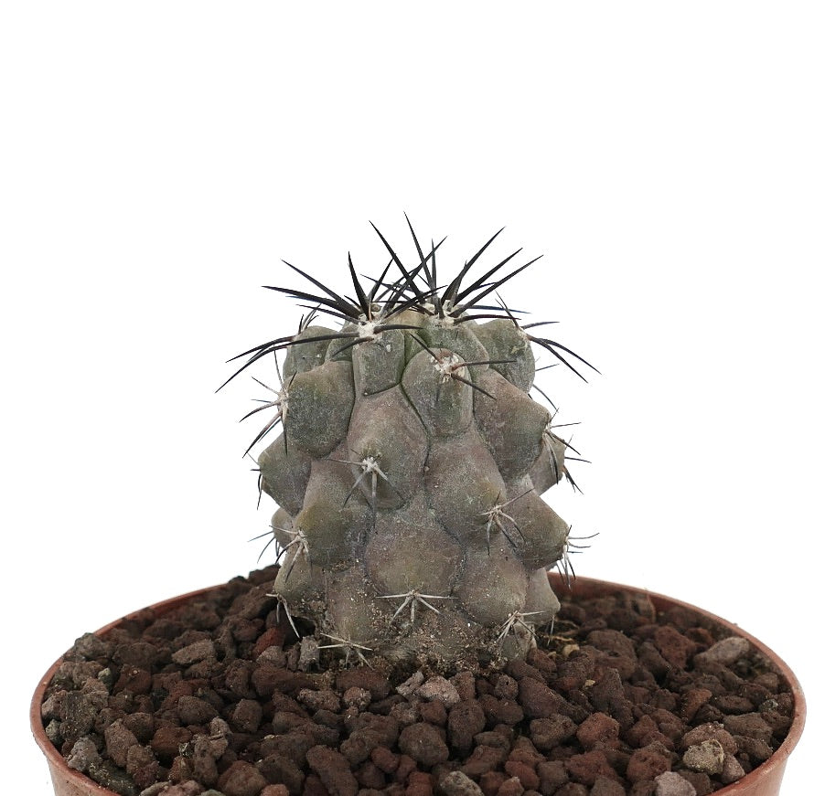 โคปิอาโพอา ซิเนเรอา วารี่เอที ดีแอลบาตา กระบองเพชรอวบน้ำที่มีลำตัวสีเทาและหนามดำยาวในกระถาง