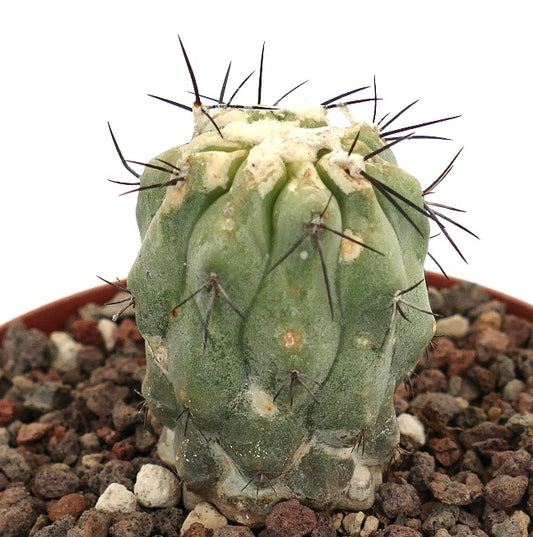 Copiapoa cinerea var. dealbata succulent cactus with thick ribs and long dark spines in rocky soil