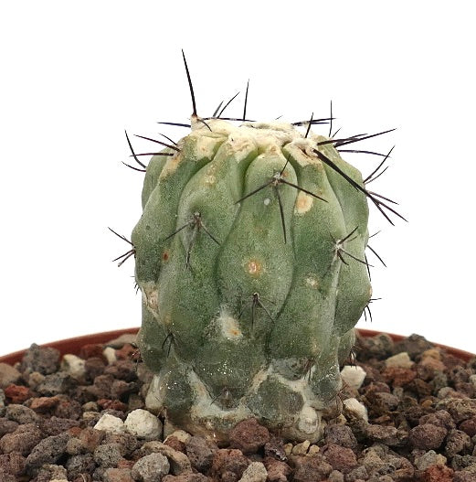 Copiapoa cinerea var. dealbata succulent cactus with thick spines and powdery white coating