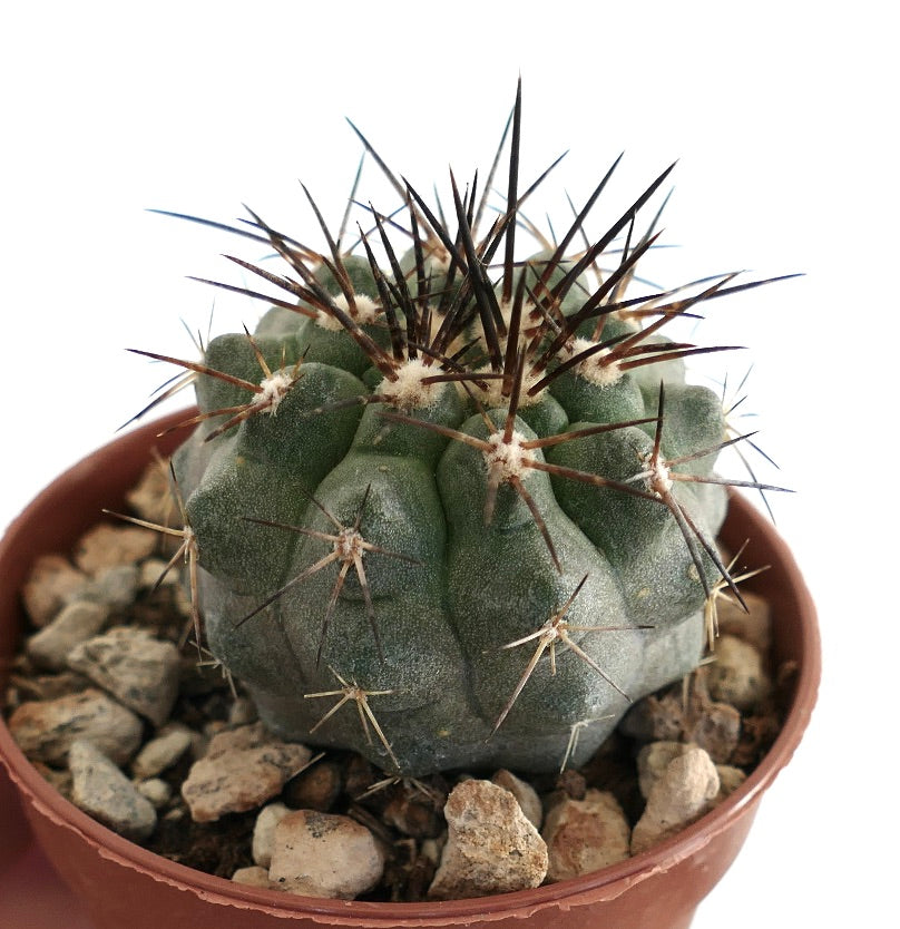 Rare Chilean cactus with grey-green ribbed body, woolly areoles and long dark spines, potted in rocky mix.