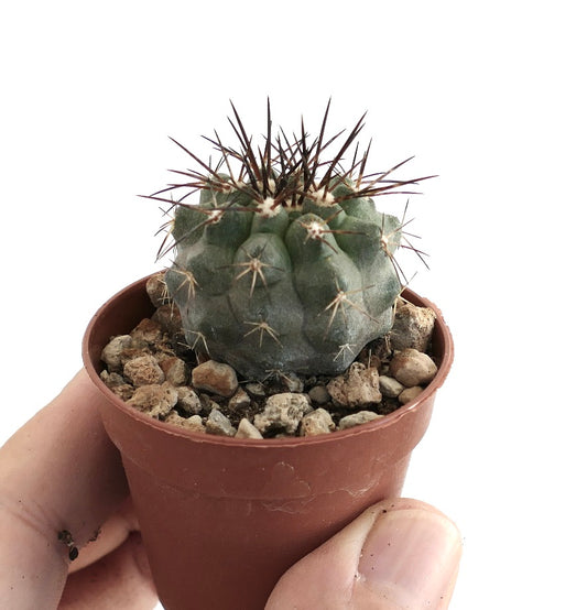 Copiapoa cinerea var. dealbata – Globular cactus showing ash-colored epidermis with dense black central spines, cultivated in terracotta pot.