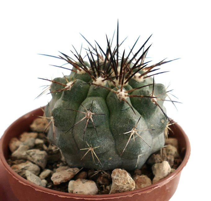Copiapoa cinerea var. dealbata – Top view of cactus with sculpted ribs, white areoles and strong upright spines, a prized Copiapoa variety.