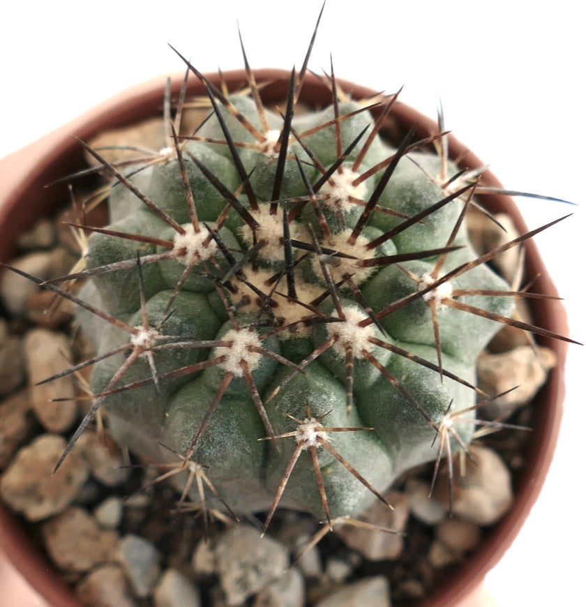 Copiapoa cinerea var. dealbata small round cactus with dense sharp dark spines and gray-green body