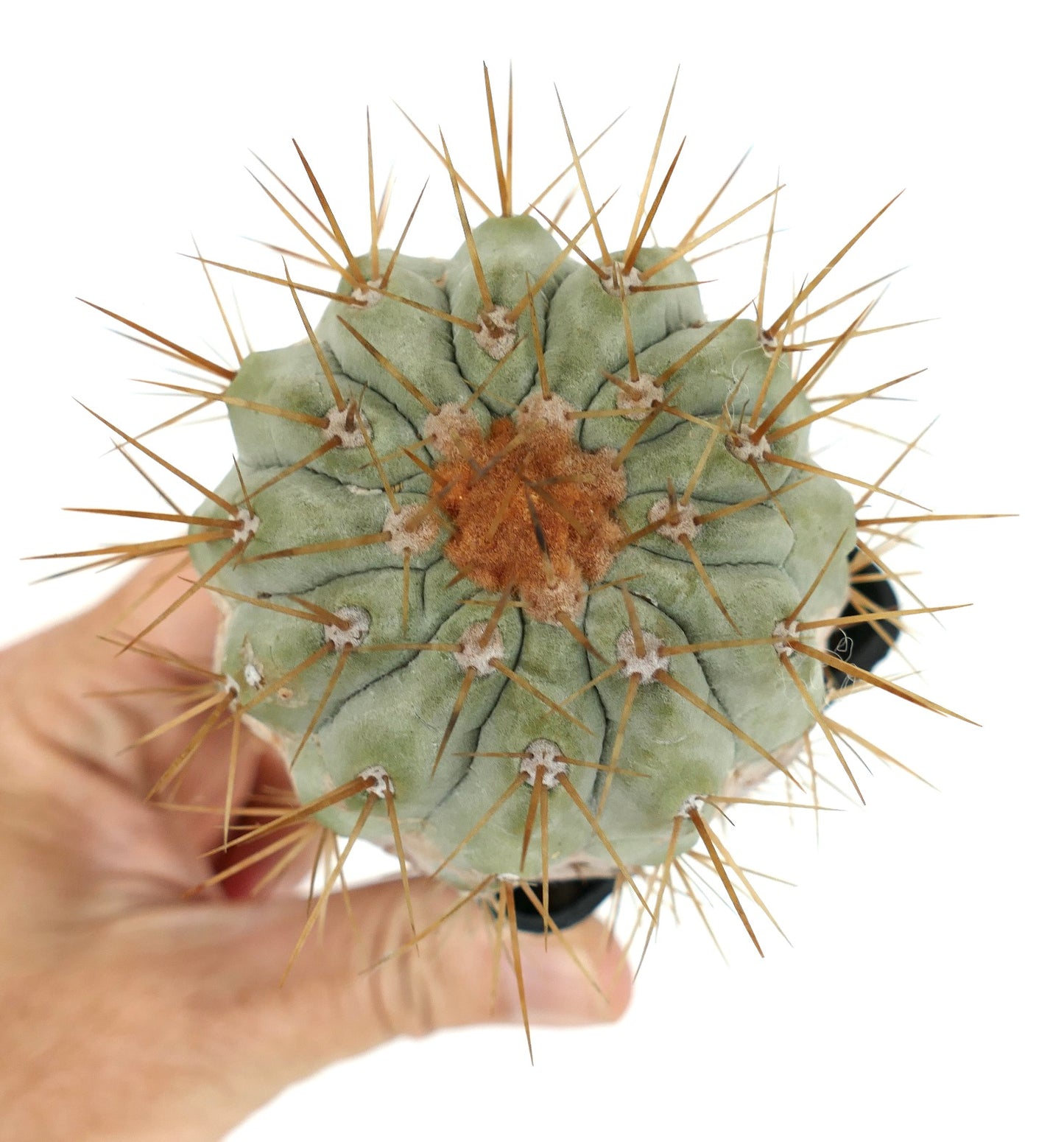 Copiapoa cinerea var. gigantea