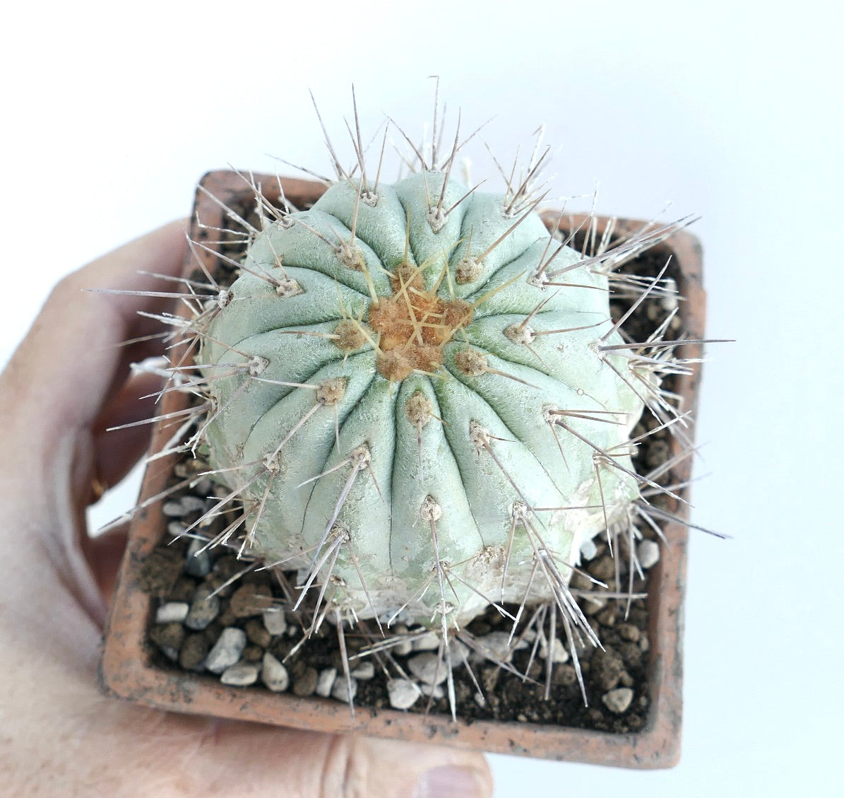 Rare succulent Copiapoa cinerea var. gigantea with thick, ribbed, bluish-green body and long spines