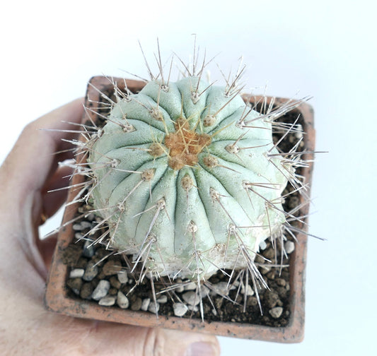 Rare succulent Copiapoa cinerea var. gigantea with thick, ribbed, bluish-green body and long spines