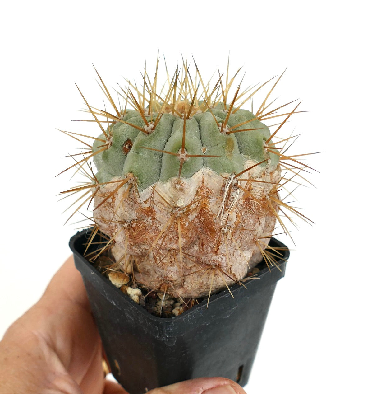 Copiapoa cinerea var. gigantea