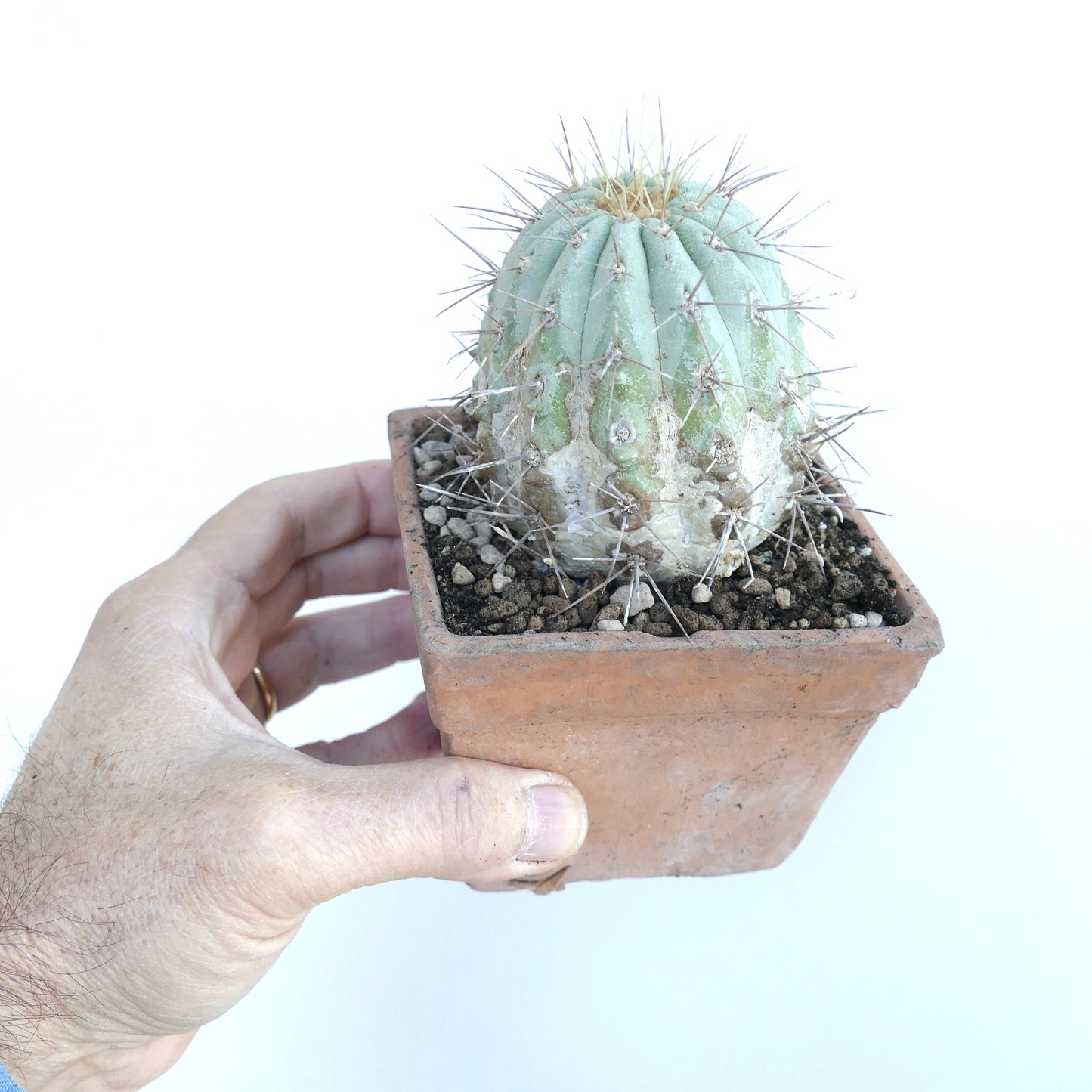 Copiapoa cinerea var. gigantea rare succulent cactus with thick spines and pale green ribs