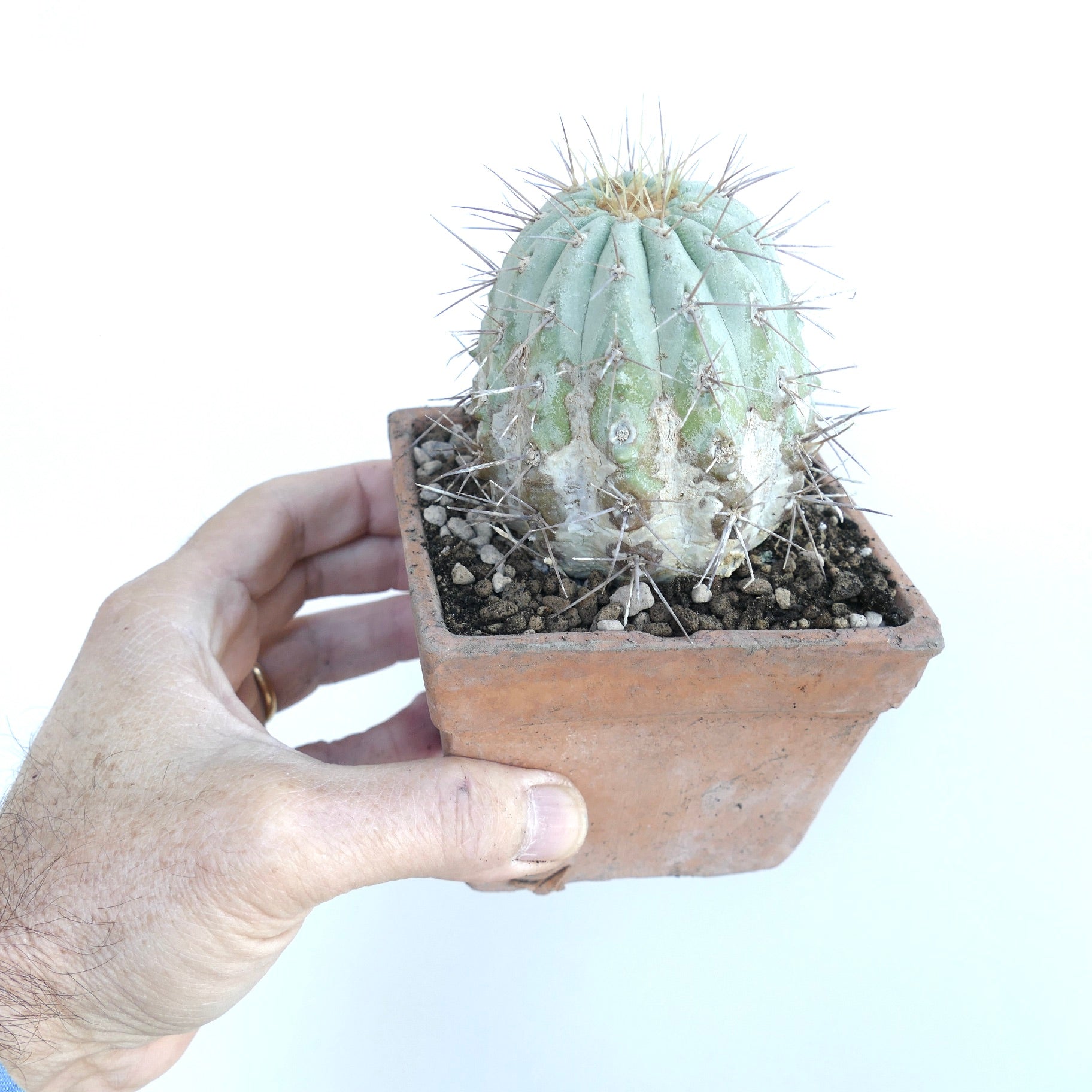 Copiapoa cinerea var. gigantea rare succulent cactus with thick spines and pale green ribs