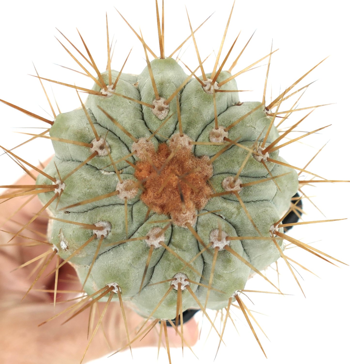 Copiapoa cinerea var. gigantea