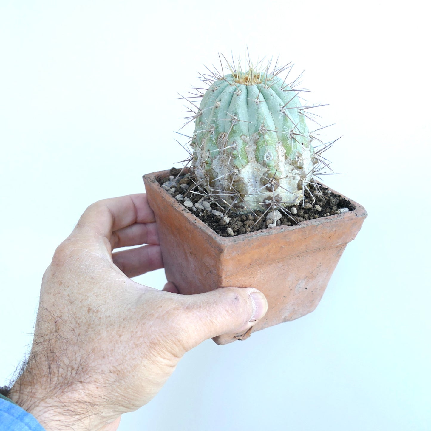Copiapoa cinerea var. gigantea rare succulent cactus with thick spines and bluish-gray ribs