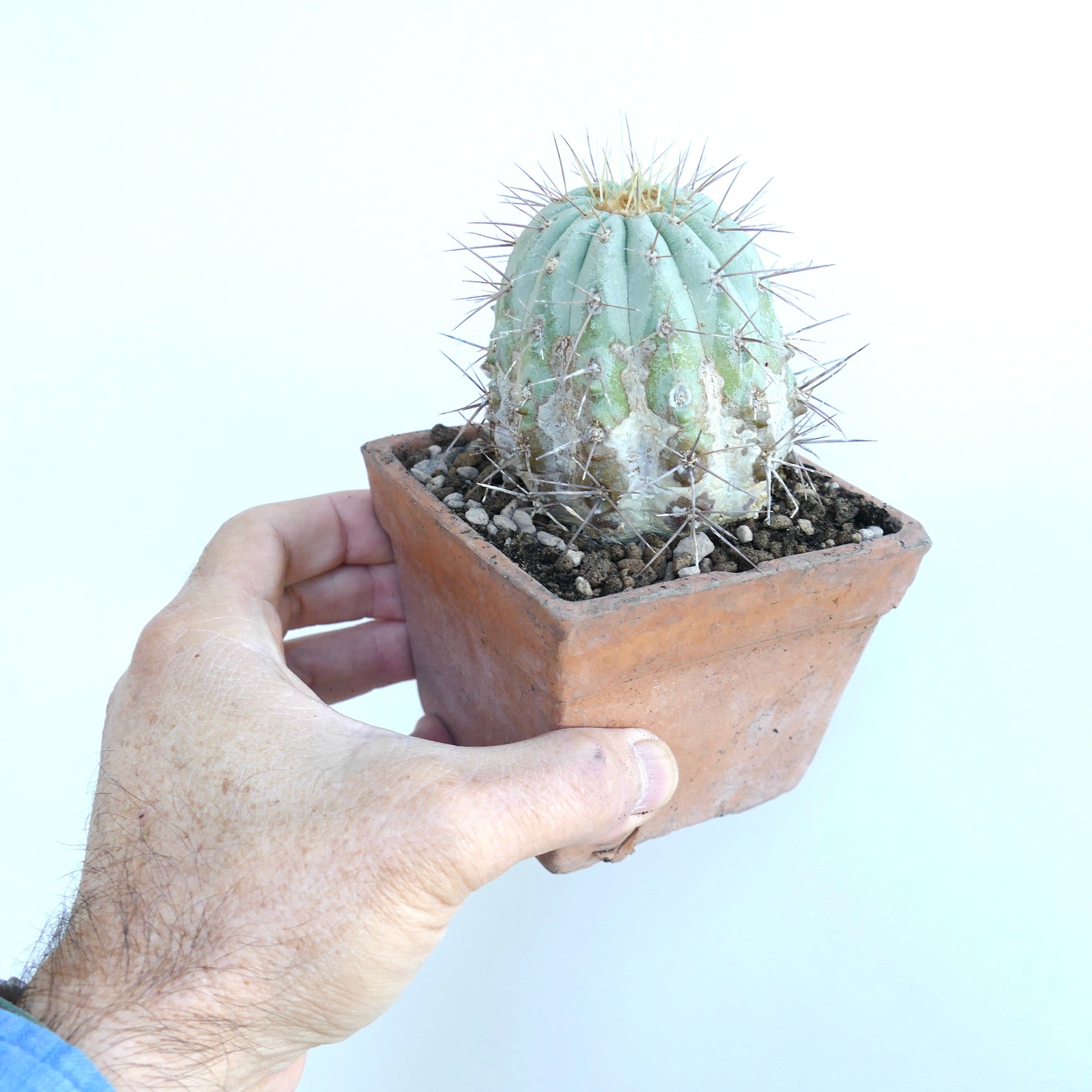 Copiapoa cinerea var. gigantea rare succulent cactus with thick spines and bluish-gray ribs