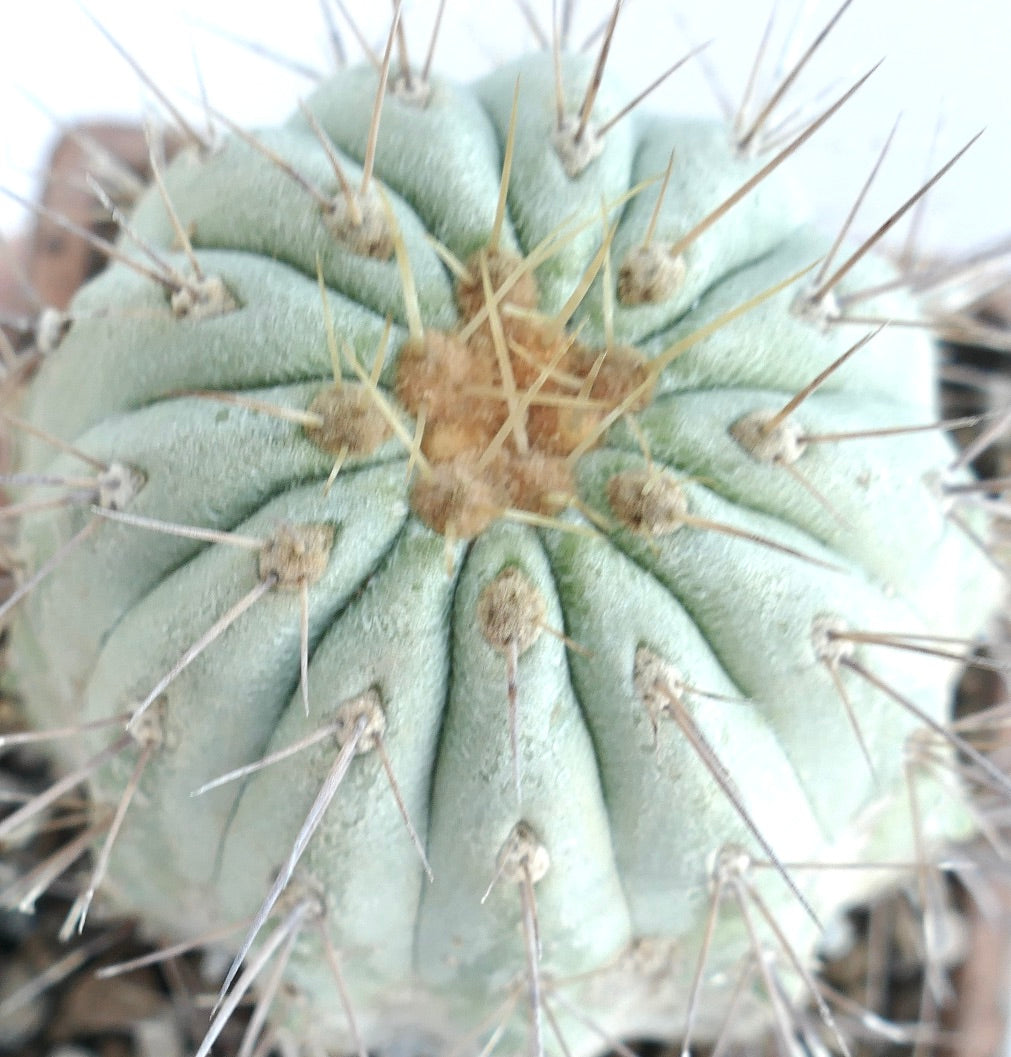 Copiapoa cinerea var. gigantea rare succulent cactus with thick spines and bluish-green body
