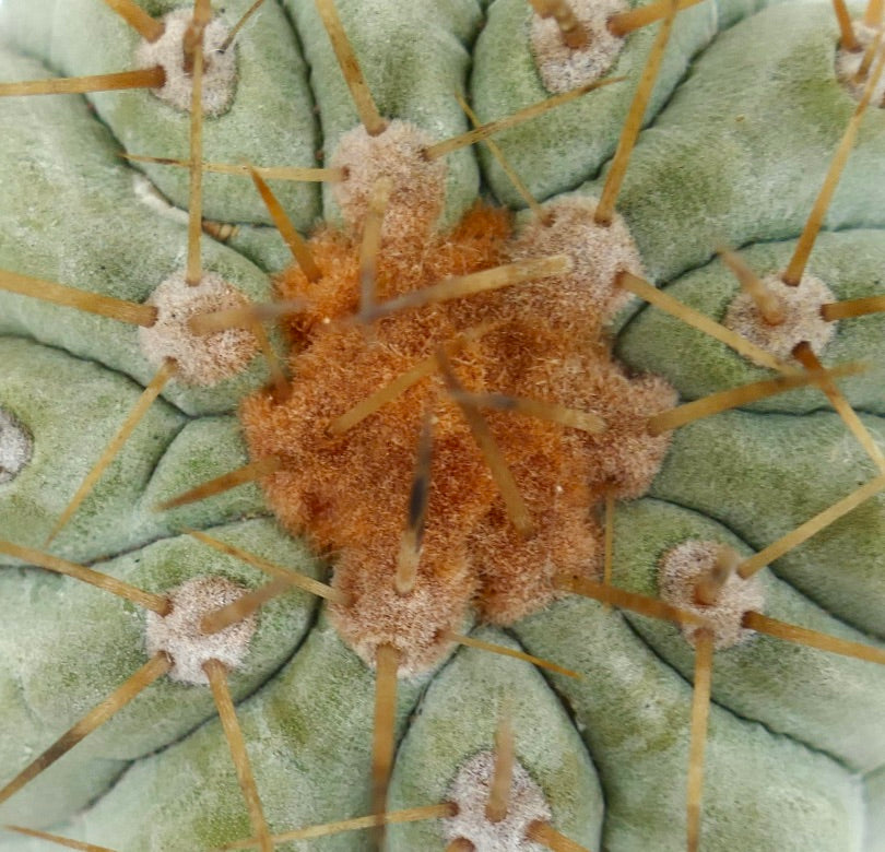 Copiapoa cinerea var. gigantea