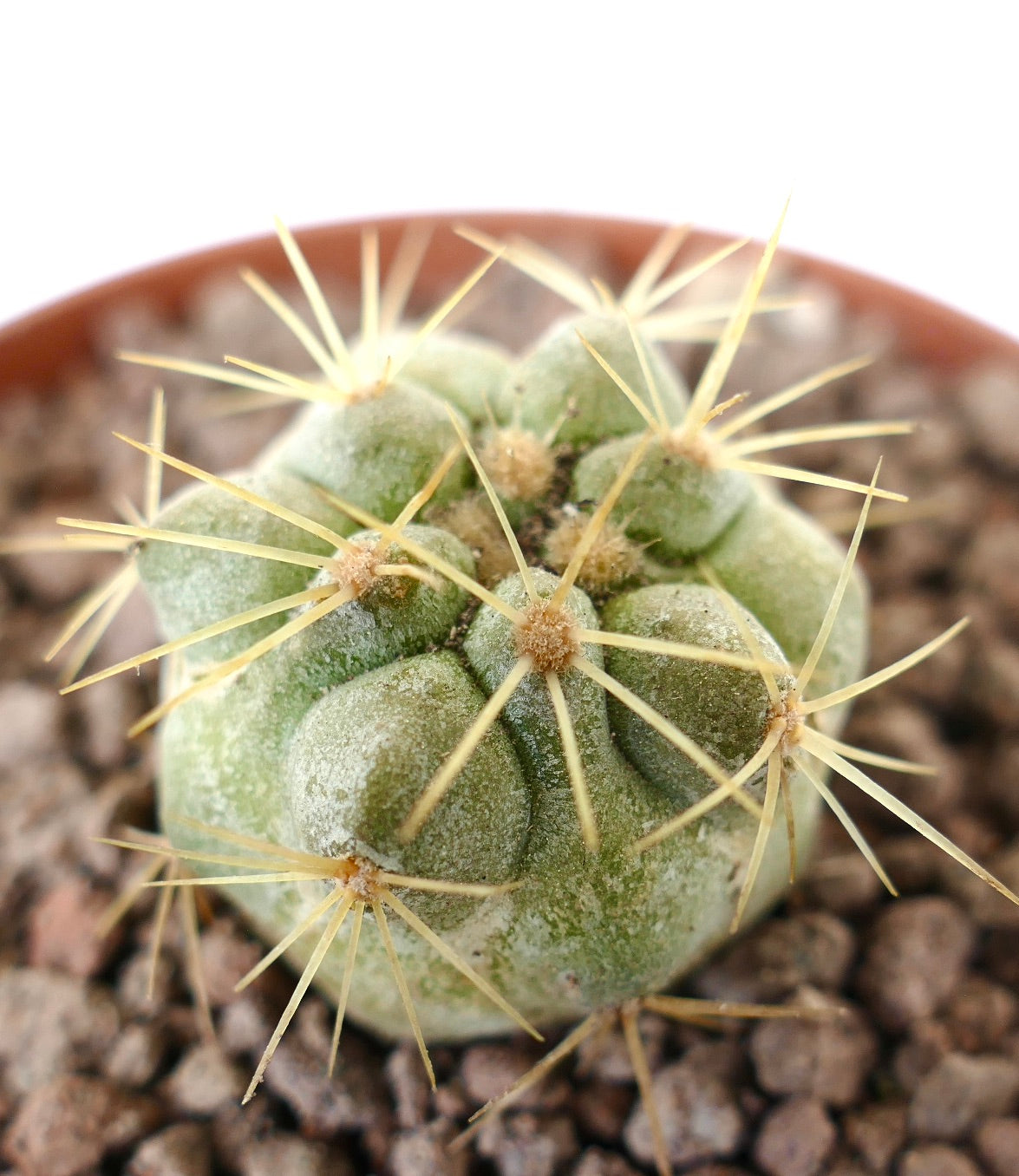 Copiapoa cinerea | Botanical Archive | Explore Unique Cacti