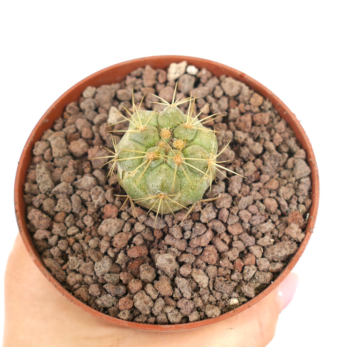 Copiapoa cinerea | Botanical Archive | Explore Unique Cacti