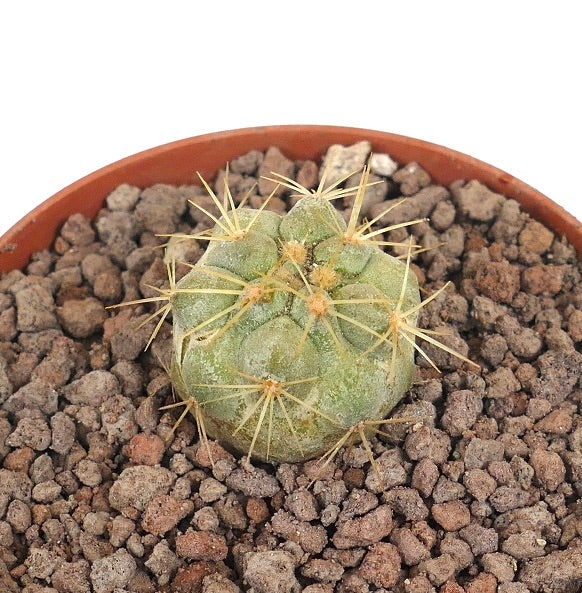 Copiapoa cinerea var. gigantea small succulent cactus with thick golden spines and textured green body