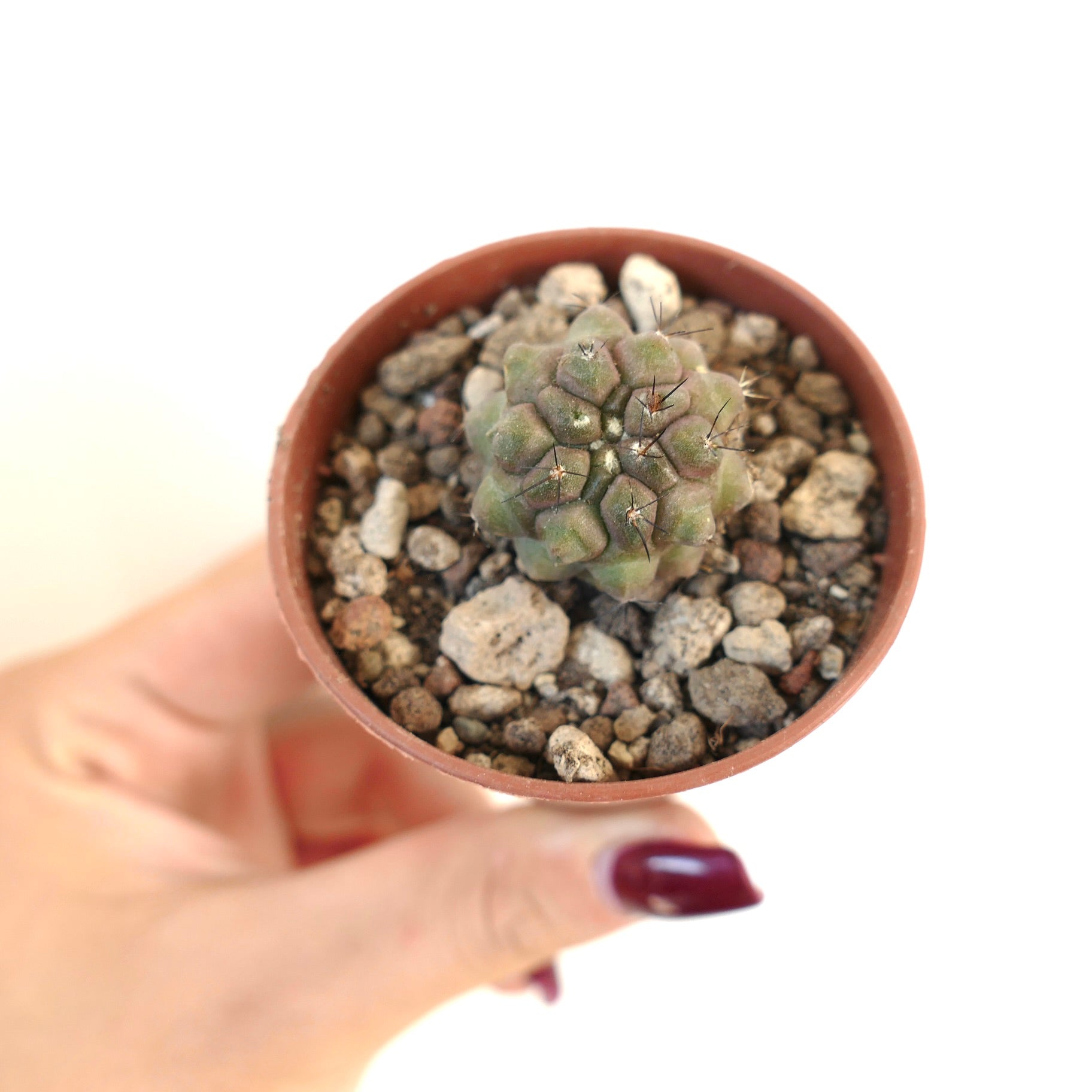 Copiapoa cinerea var. nudum X humilis small succulent cactus with rounded tubercles and sparse spines in pot