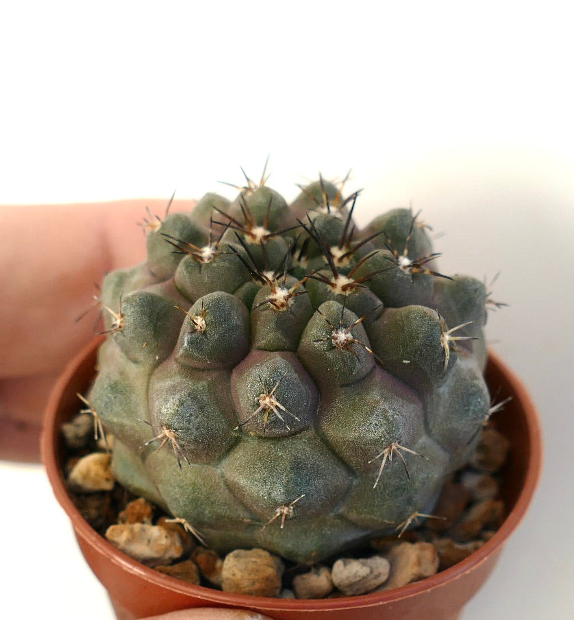 Copiapoa cinerea var. nudum X serpentisulcata rare cactus succulent avec tubercules arrondis et épines acérées
