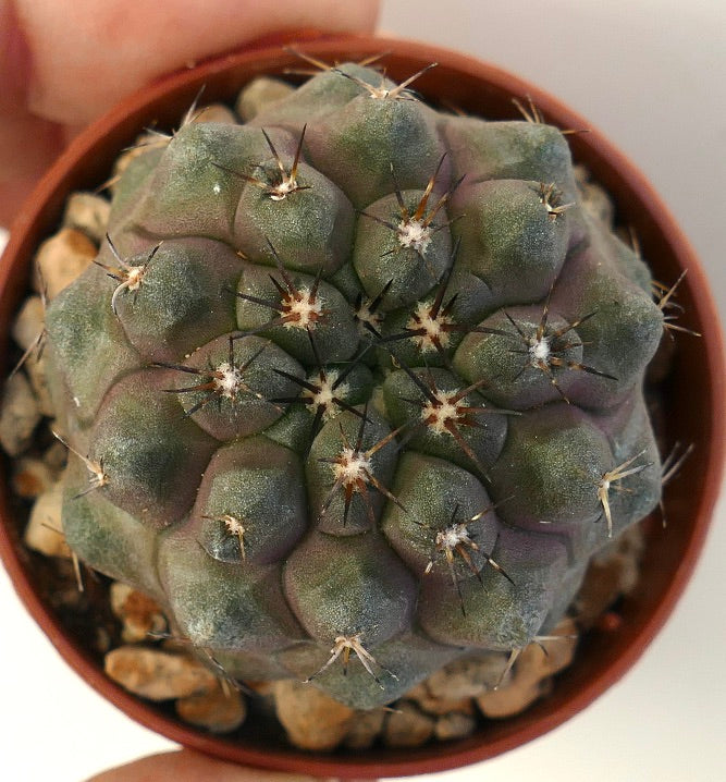 Copiapoa cinerea var. nudum X serpentisulcata, cactus succulent rare avec des épines foncées et des tubercules arrondis