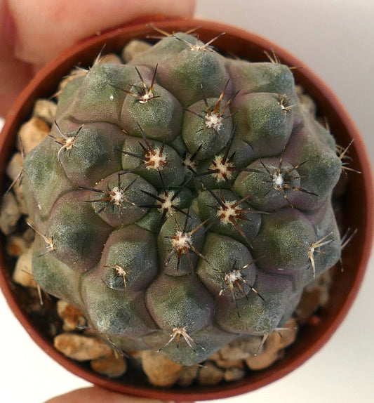 Copiapoa cinerea var. nudum X serpentisulcata rare succulent cactus with dark spines and rounded tubercles