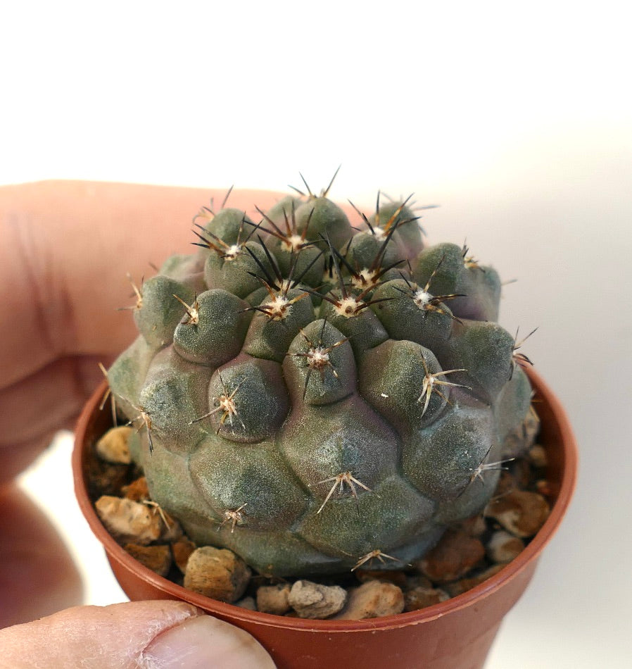 Petit cactus succulent Copiapoa cinerea var. nudum X serpentisulcata avec des épines foncées et une surface verte texturée