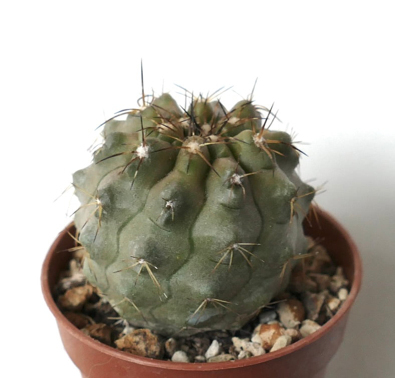 Copiapoa cinerea var. nudum X serpentisulcata succulent cactus with rounded ribs and sparse spines in pot