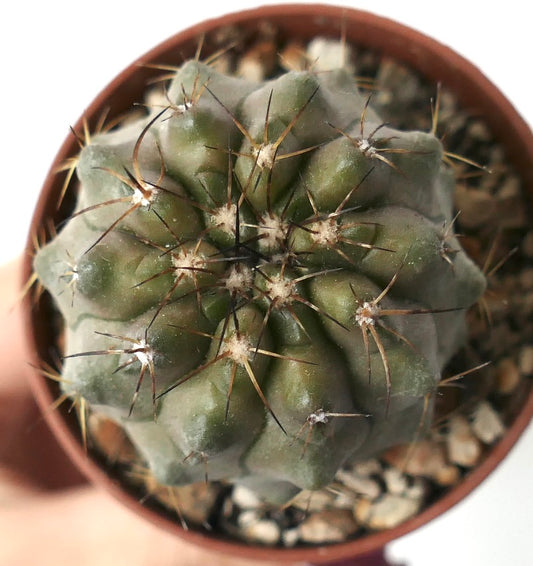 Copiapoa cinerea var. nudum X serpentisulcata succulent cactus with thick ribs and long sharp spines