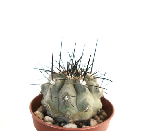 Copiapoa cinerea var dealbata succulent cactus with thick gray-green body and long black spines in pot