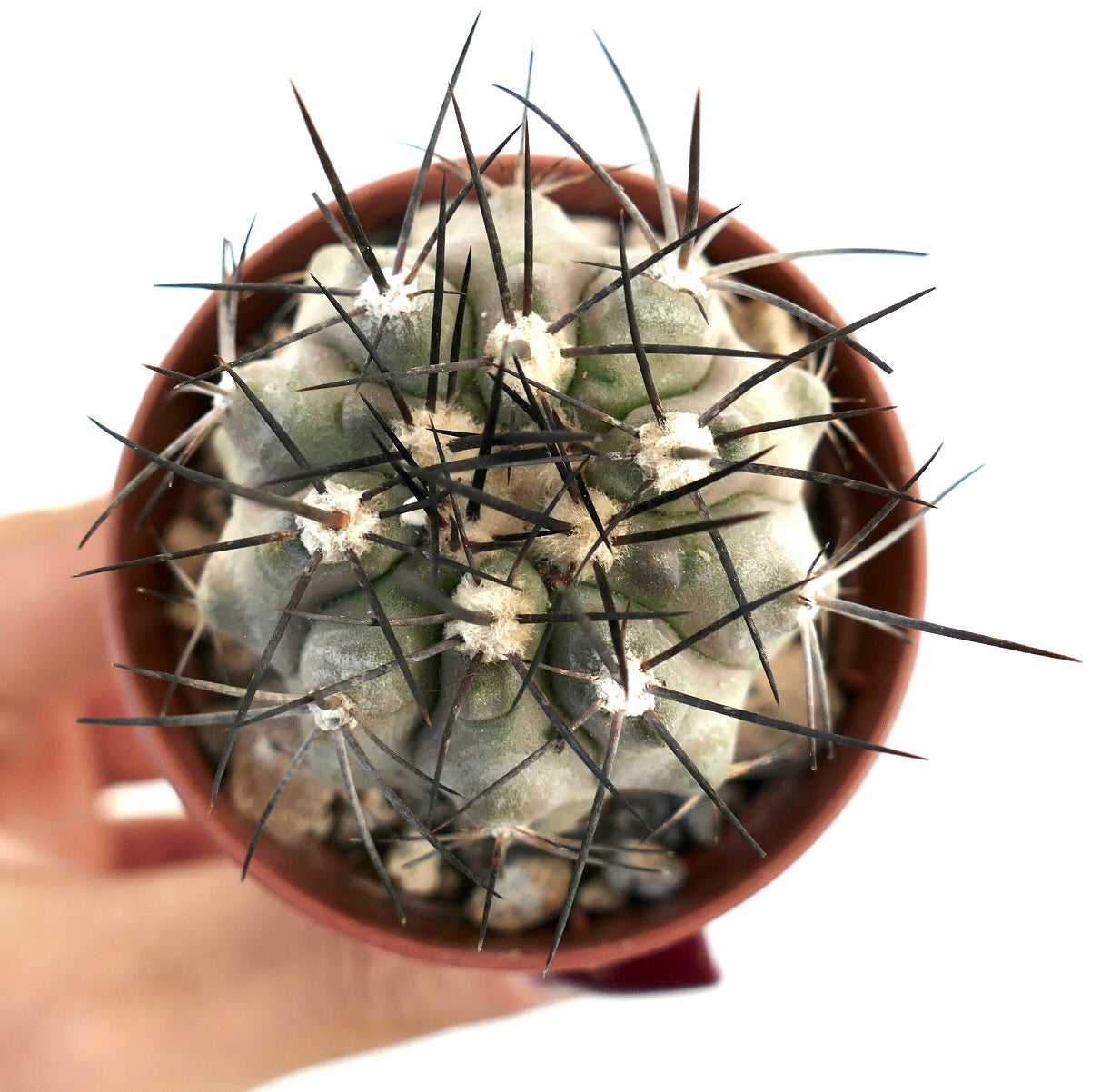 Copiapoa cinerea var dealbata, cactus succulent avec une dense laine blanche et de longues épines noires en pot