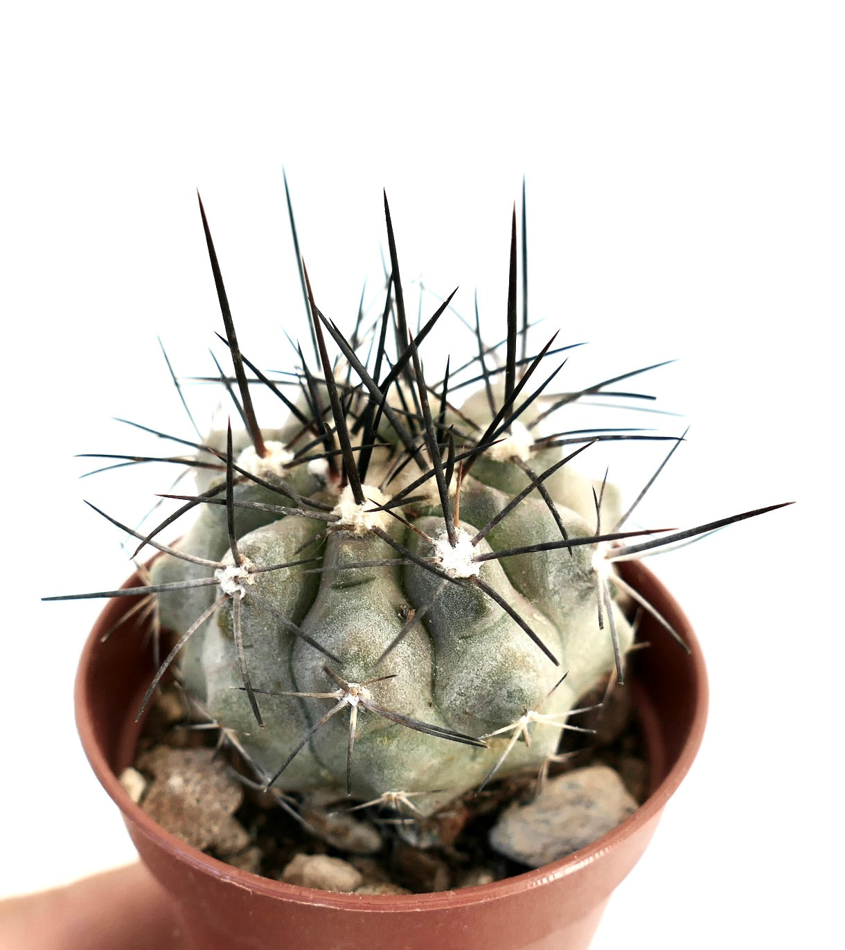 Copiapoa cinerea var dealbata rare cactus succulent avec un corps épais gris et de longues épines sombres en pot